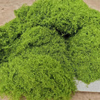 Artificial Moss